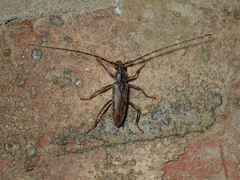 Elaphidion mucronatum