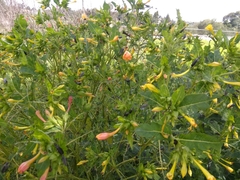 Epicauta curvicornis