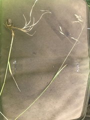 Vahlodea atropurpurea