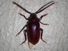 Prionus pocularis