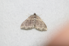 Anticlea multiferata