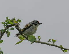 Pogoniulus pusillus