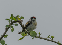 Pogoniulus pusillus