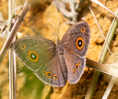 Brakefieldia perspicua perspicua