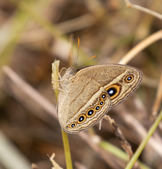 Brakefieldia perspicua perspicua
