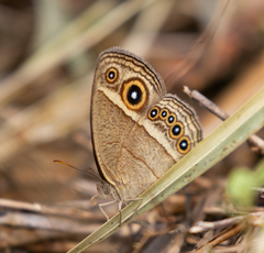 Brakefieldia perspicua perspicua