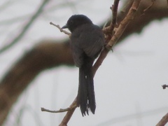 Melaenornis edolioides