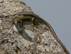 Trachylepis planifrons