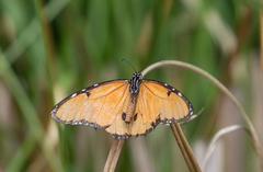 Danaus chrysippus dorippus