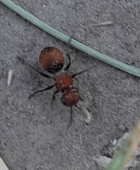 Pseudomethoca propinqua