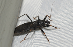 Reduvius personatus