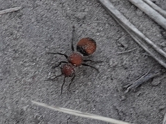 Pseudomethoca propinqua