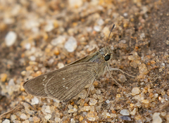 Torbenlarsenia gemella