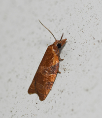 Cenopis diluticostana