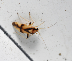 Neolygus vitticollis