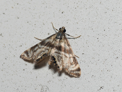 Petrophila canadensis