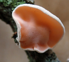 Aleurodiscus zealandicus