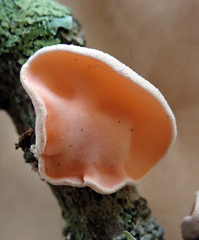 Aleurodiscus zealandicus