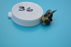 Bombus vosnesenskii