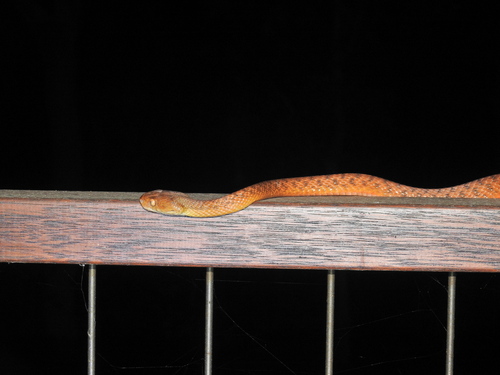 Brown Tree Snake sighting