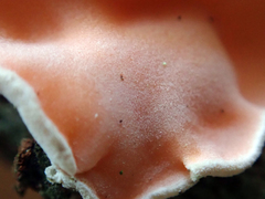 Aleurodiscus zealandicus