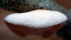 Aleurodiscus zealandicus