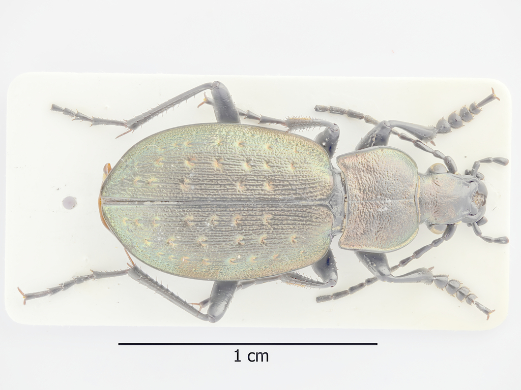 Carabus bremii