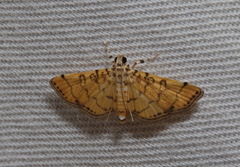 Lamprosema