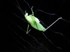 Amblycorypha oblongifolia