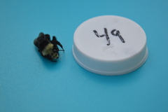 Bombus vosnesenskii