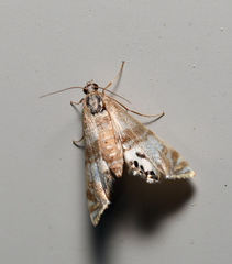 Petrophila bifascialis