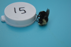 Bombus vosnesenskii