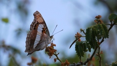 Doxocopa laure laure