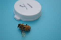 Apis mellifera