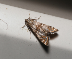 Petrophila bifascialis