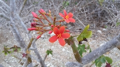 Jatropha nudicaulis