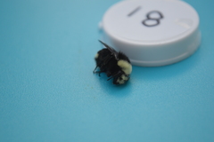 Bombus vosnesenskii