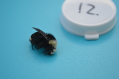 Bombus vosnesenskii