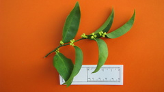 Schoepfia brasiliensis