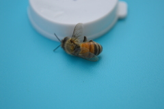 Apis mellifera