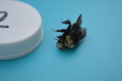 Bombus vosnesenskii