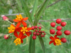 Asclepias curassavica