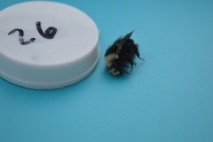 Bombus vosnesenskii