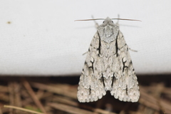 Acronicta lobeliae