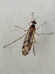Sylvicola undulatus