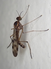Sylvicola undulatus