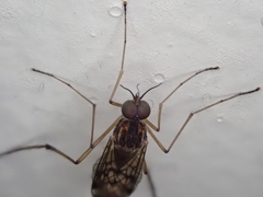 Sylvicola undulatus