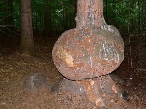 Agrobacterium radiobacter nuotrauka