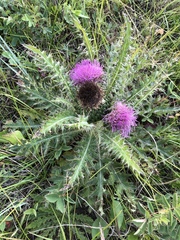 Cirsium drummondii