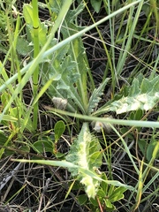 Cirsium drummondii